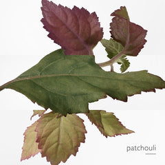 Hermes Fragrance Twilly Eau Poivree Edp 50Ml