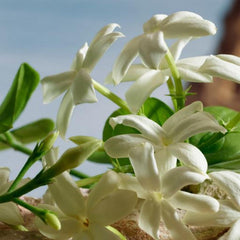 Dolce & Gabbana Q Fragrance Parfum For Women