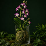 Orchids The Art of Orchids Botanical Experience – Orchid Kokedama Workshop | 19 September 2026