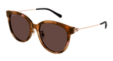 Gucci Sunglasses Womens In Havana Gold Brown GG1883SK-004